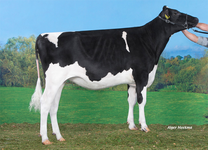 BROEKS MADIBET - CASINO anyja