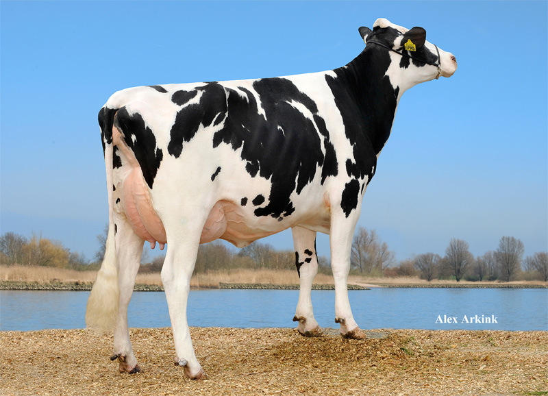 BROEKS PLABET - CASINO nagyanyja