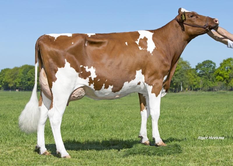 MASSIA 155 VG 86 - MASK RED ANYJA