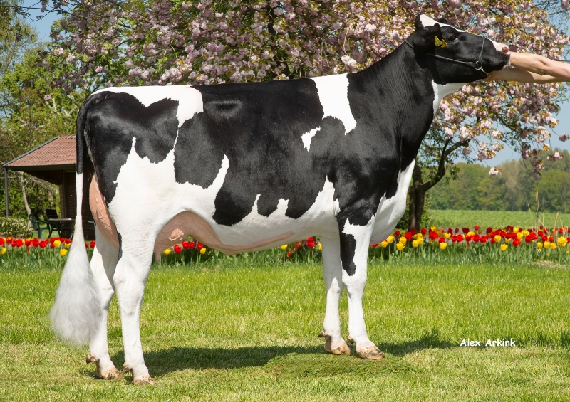RUW TOSCA VG 85 - ARIZONA ANYJA